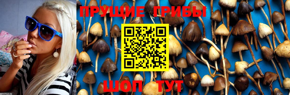Галлюциногенные грибы Psilocybine cubensis Тольятти